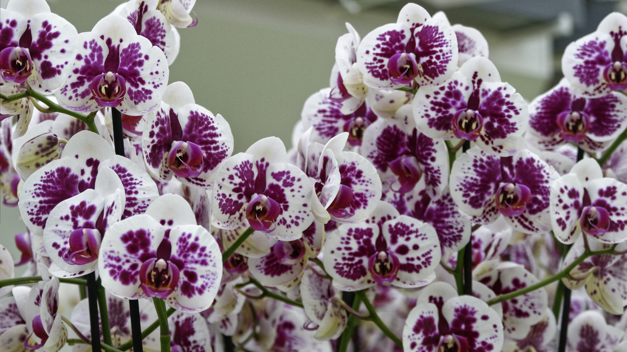 20140423 103720 Keukenhof Gardens, Lisse, South Holland, Netherlands